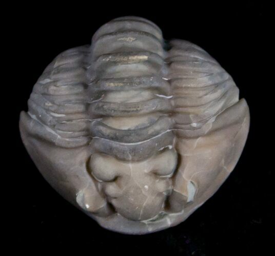 Enrolled Flexicalymene Trilobite From Ohio #10859